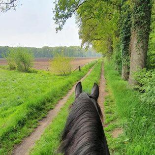 Luxe Gastenkamer Met Living En Keuken Bij Friezen Paarden Stal Pellendijk Westendorp ภายนอก รูปภาพ